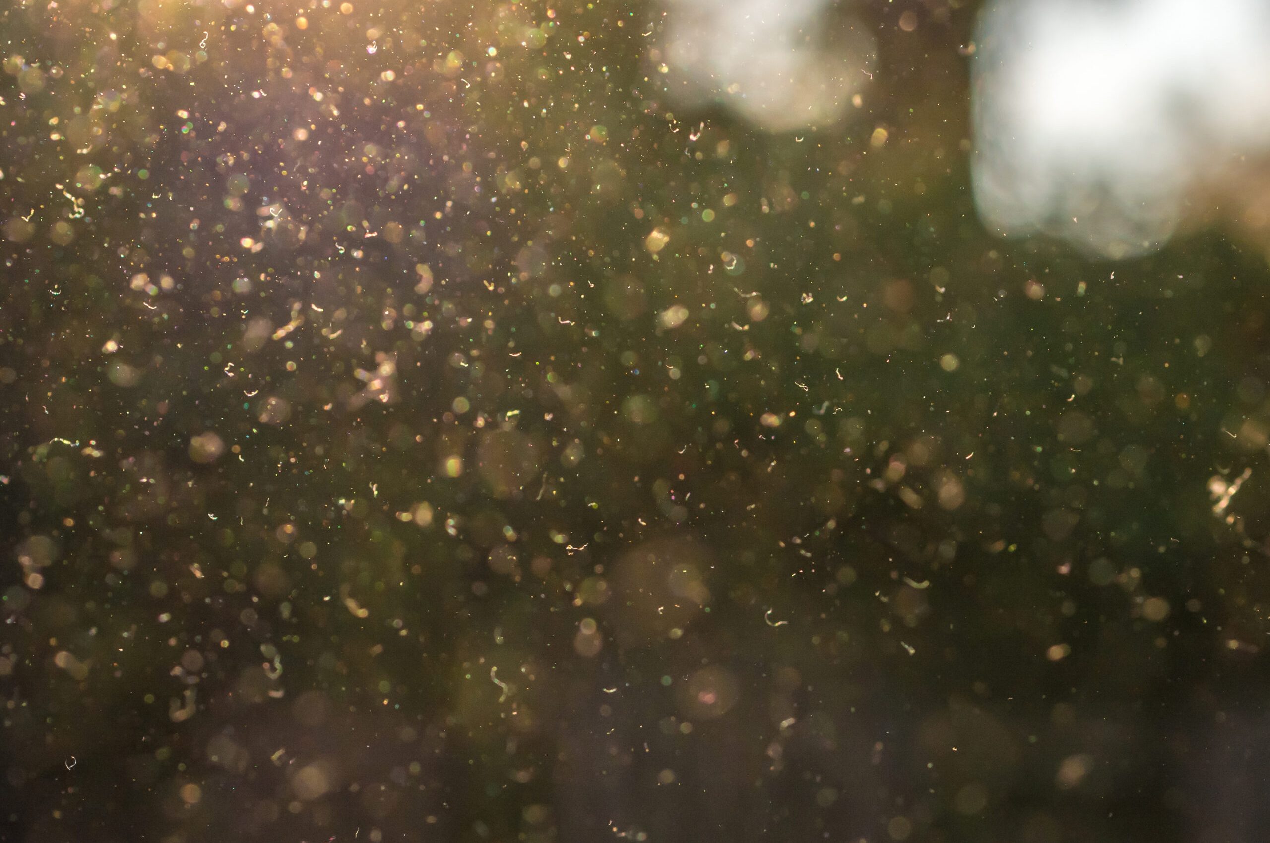 Dust,,Pollen,And,Small,Particles,Fly,Through,The,Air,In Dust,,Pollen,And,Small,Particles,Fly,Through,The,Air,In
