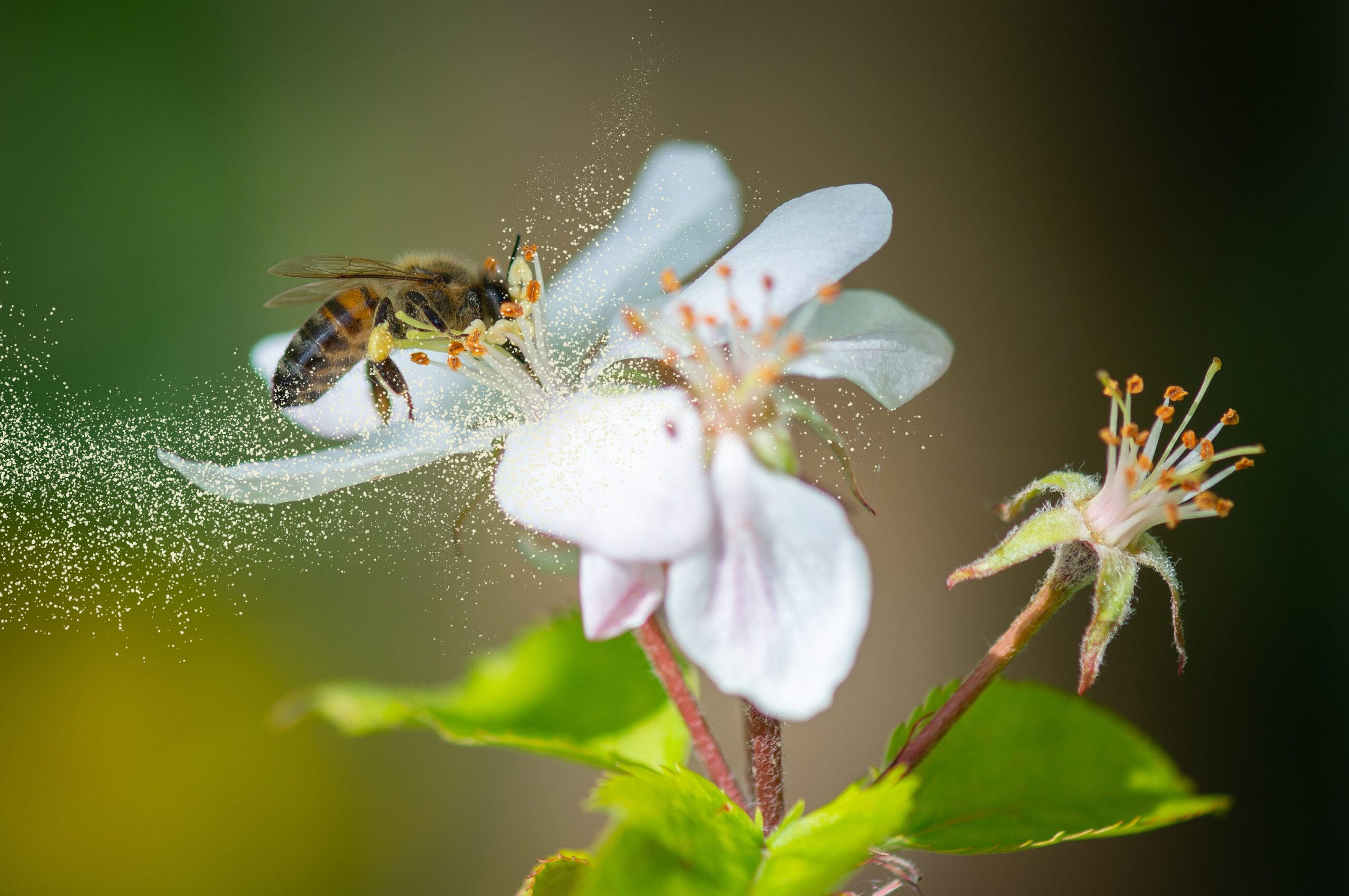 Honey,Bee,Collecting,Pollen,Grains Honey,Bee,Collecting,Pollen,Grains