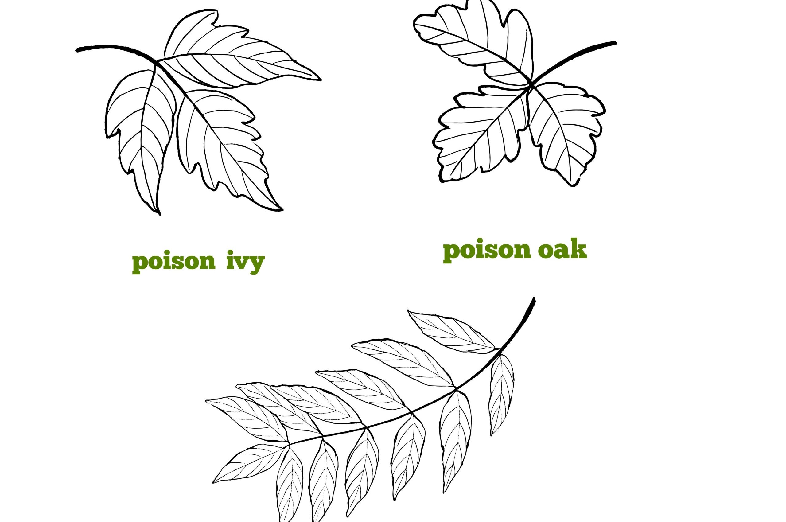 Set,Of,Illustrations,Of,Poisonous,Leaves.,Toxic,Plants,-,Poison Set,Of,Illustrations,Of,Poisonous,Leaves.,Toxic,Plants,-,Poison