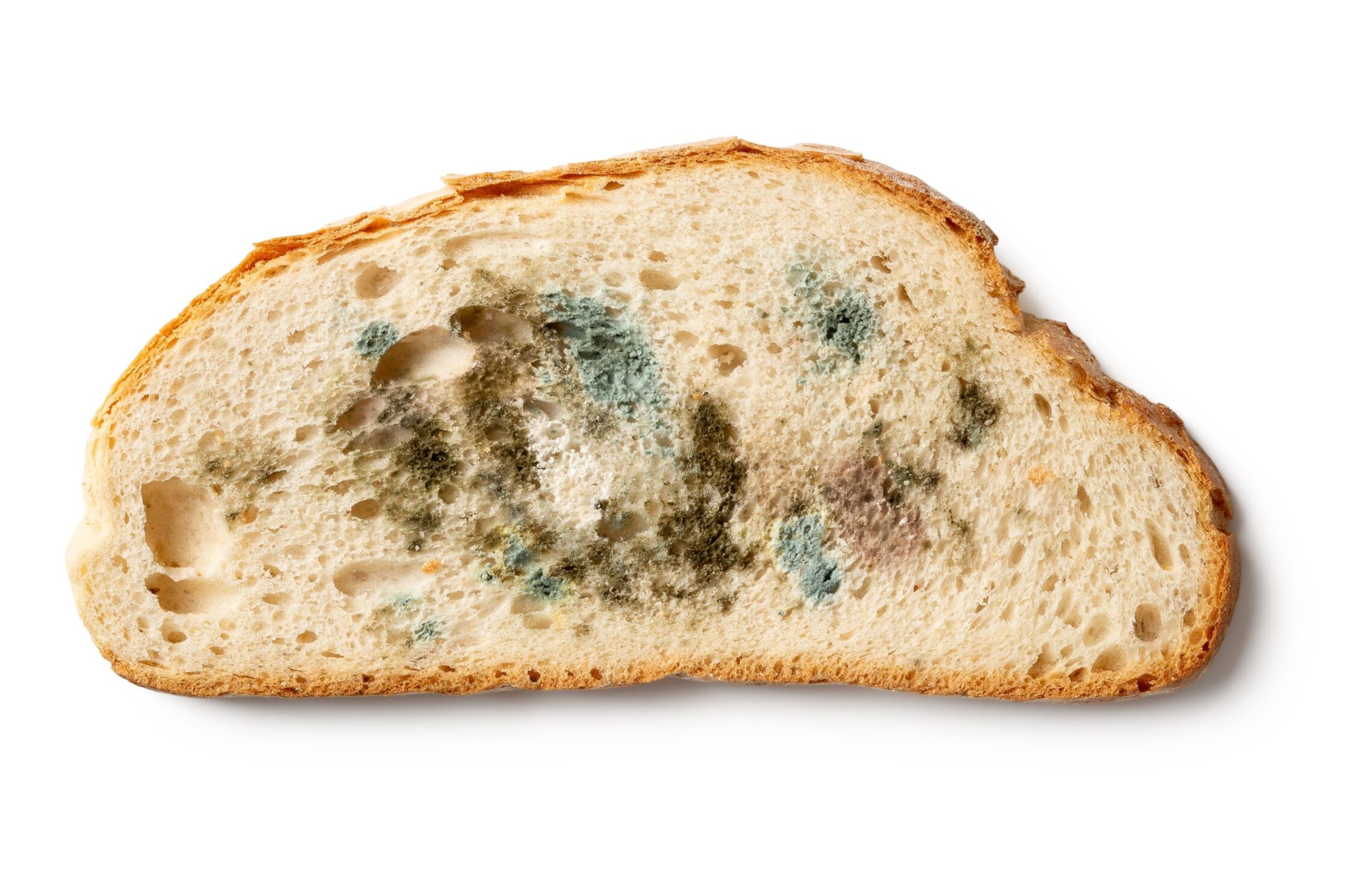 Slice,Of,Spoiled,Bread,Isolated,On,A,White,Background.,Wheat Slice,Of,Spoiled,Bread,Isolated,On,A,White,Background.,Wheat