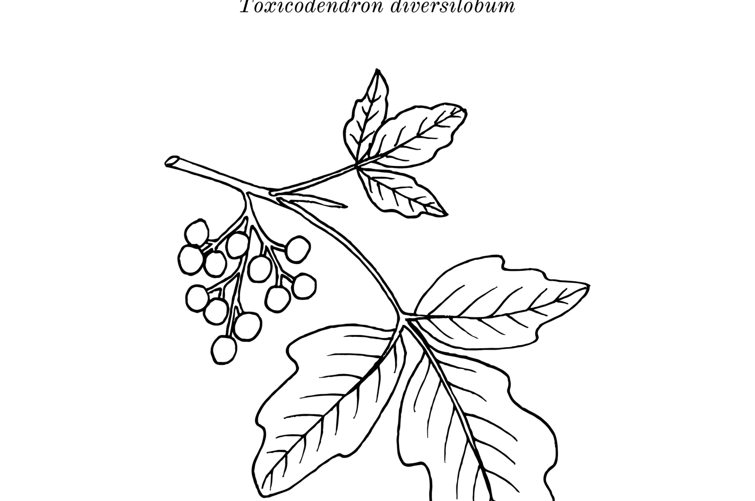 Pacific,,Or,Western,Poison,Oak,(toxicodendron,Diversilobum),,Medicinal,Plant.,Hand Pacific,,Or,Western,Poison,Oak,(toxicodendron,Diversilobum),,Medicinal,Plant.,Hand